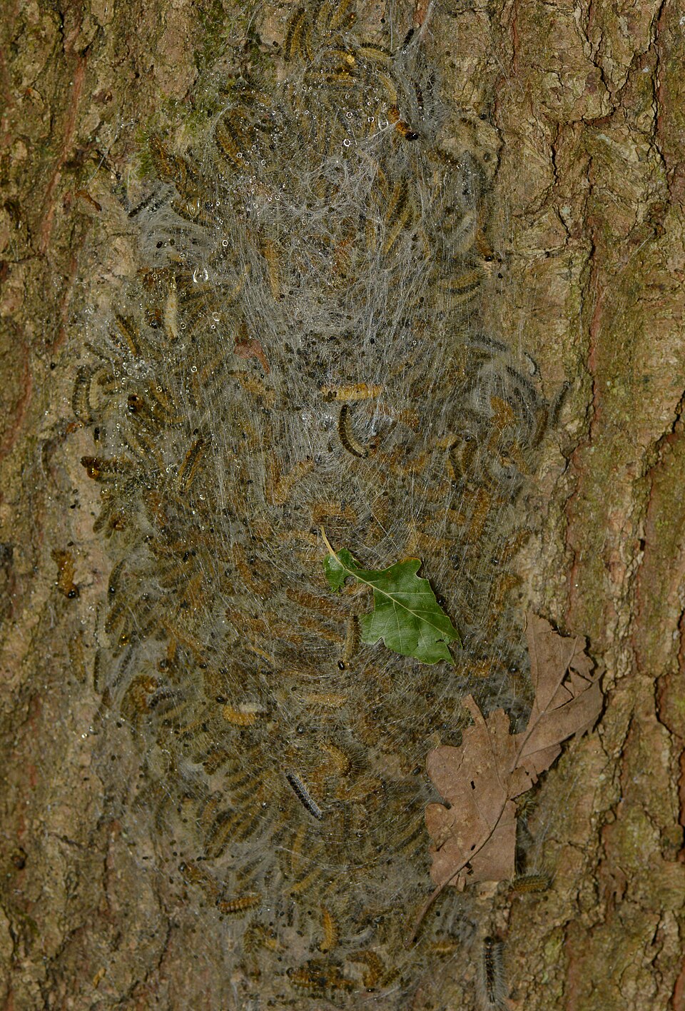 Raupen des Eichenprozessionsspinners in einem Nest an einer Eiche